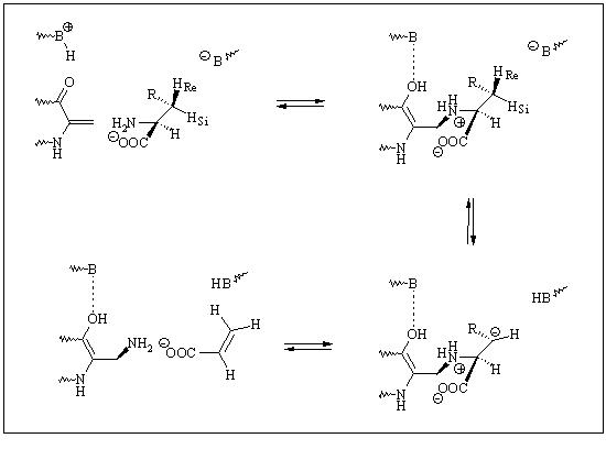 A.Skolaut and J.Rétey - 3-(2,5-Cyclohexadienyl)-L-alanine (1,4-Dihydro ...