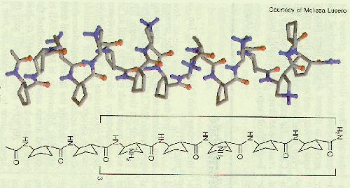 structure of Gellmans peptide