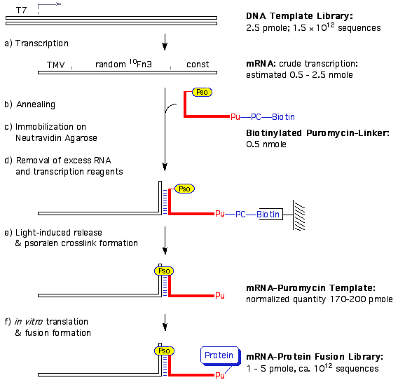 Synthesis Of DNA-Protein Fusions